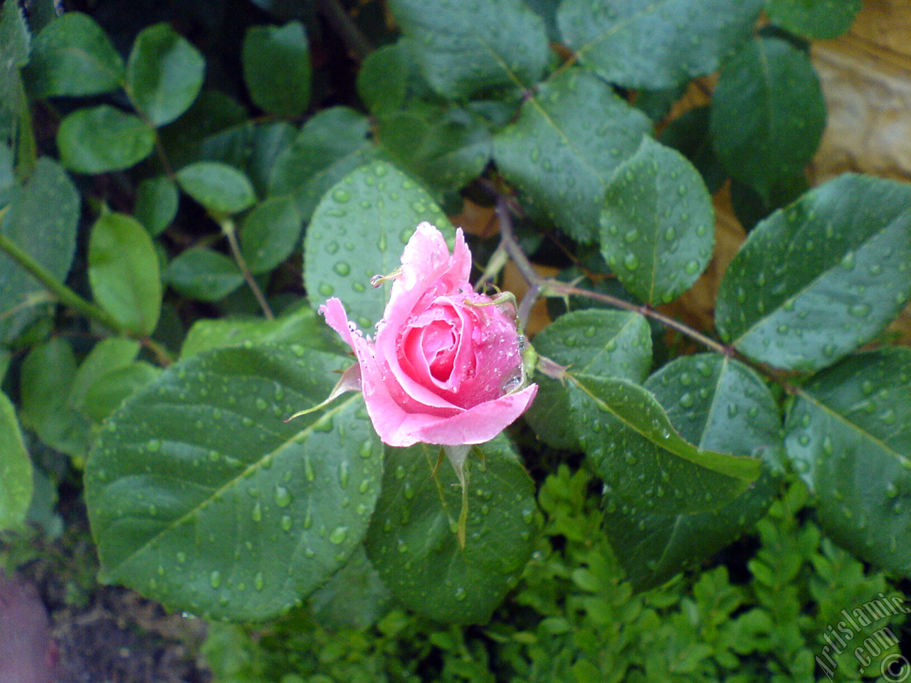 Pink rose photo.
