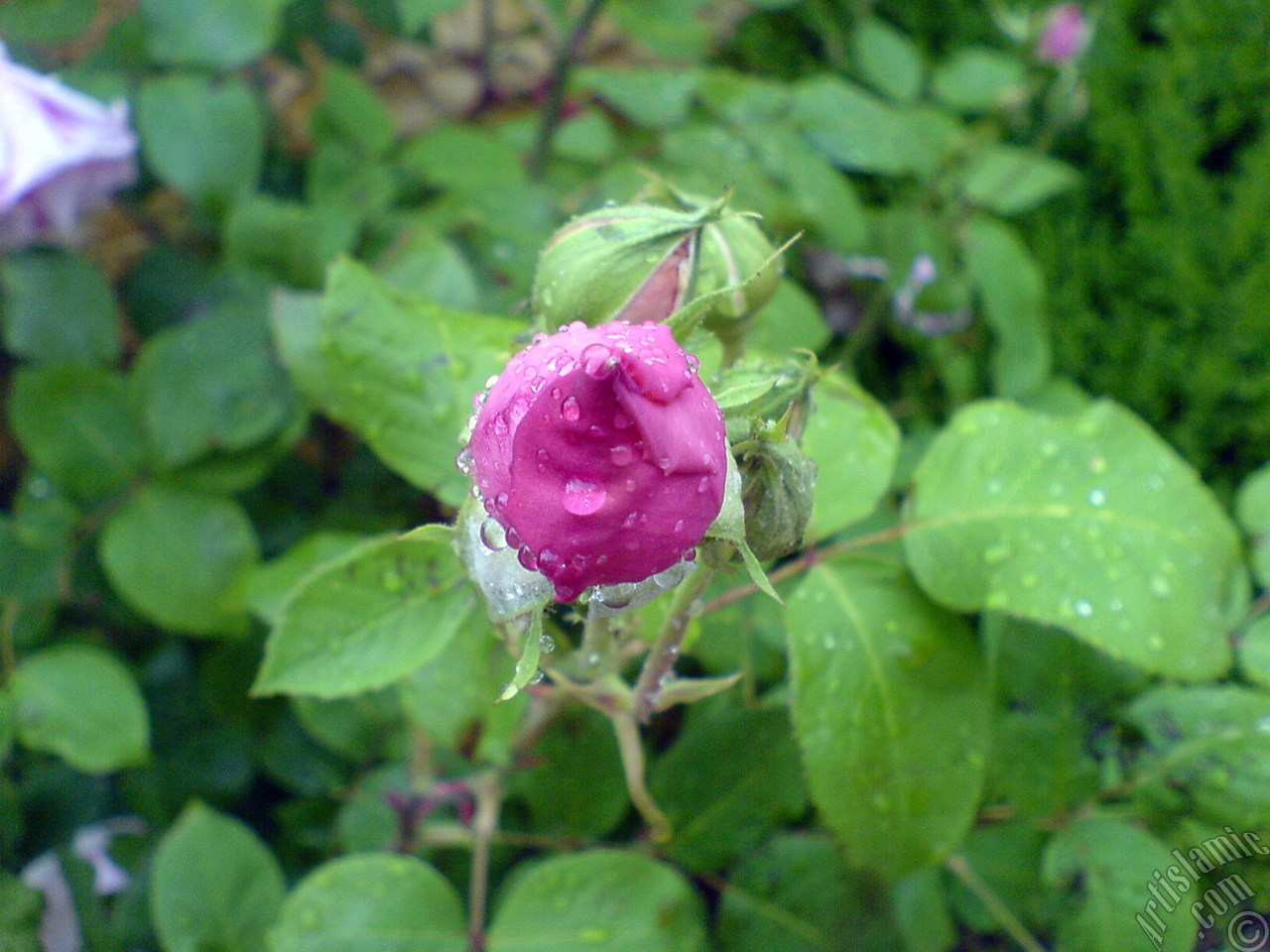 Pink rose photo.
