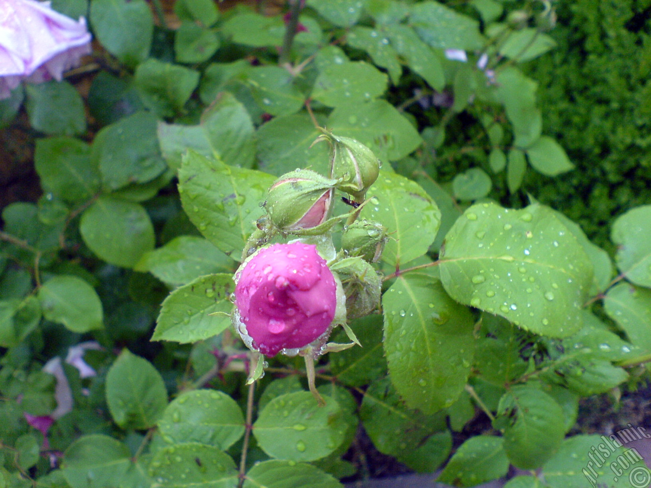 Pink rose photo.
