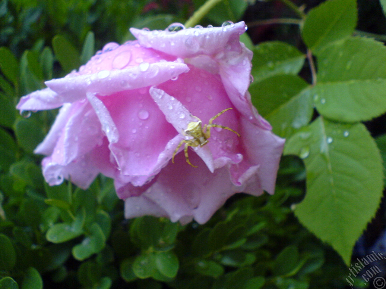 Pink rose photo.
