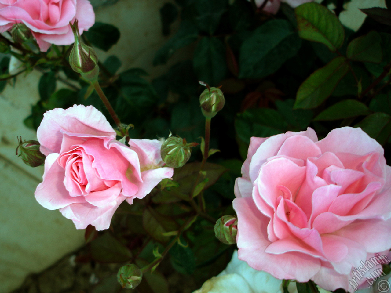 Pink rose photo.
