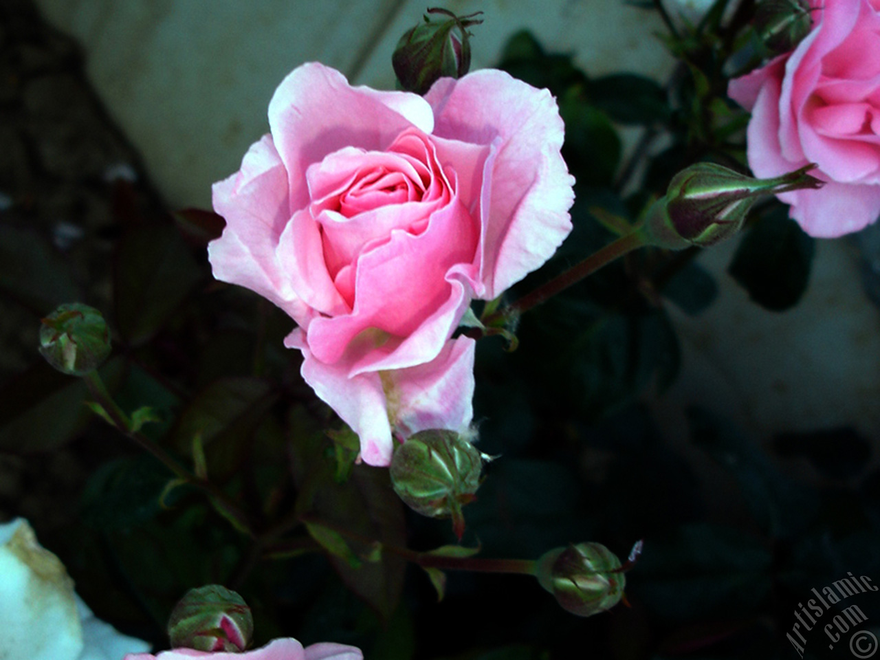 Pink rose photo.
