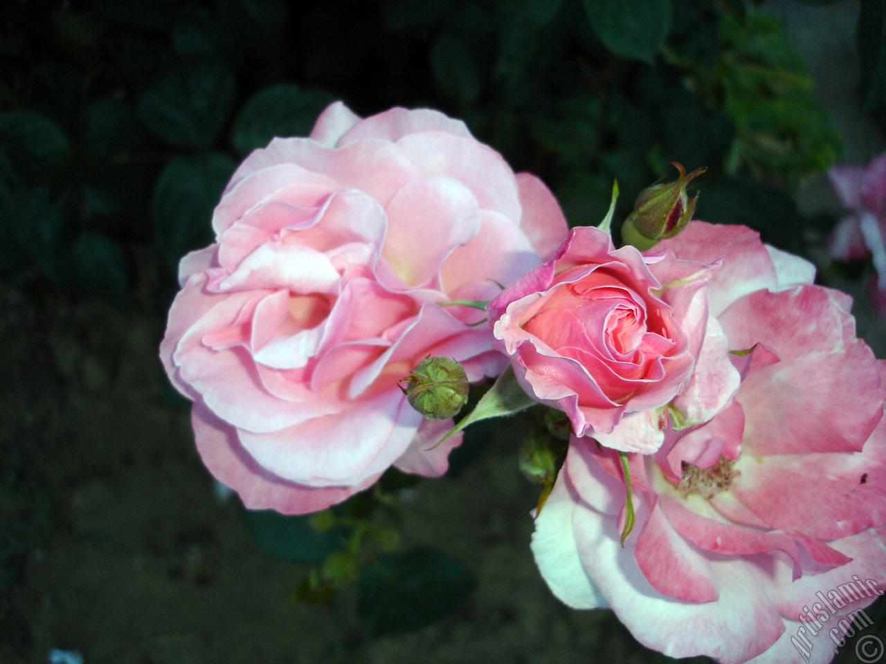 Pink rose photo.
