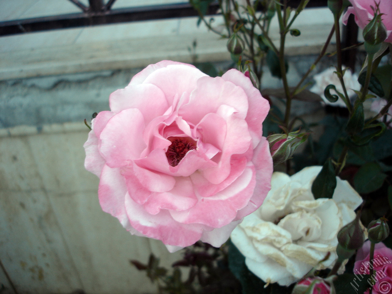 Pink rose photo.
