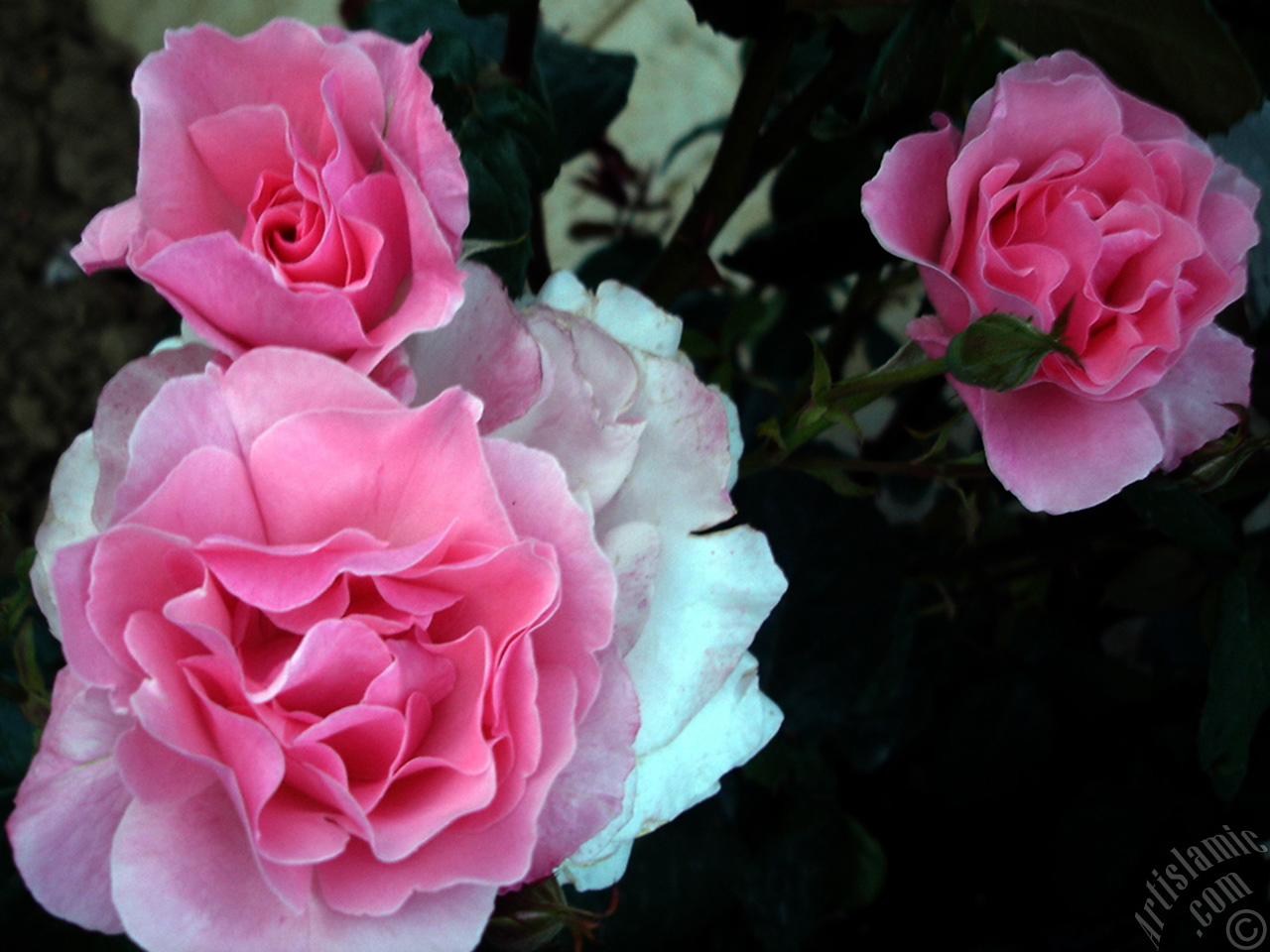 Pink rose photo.
