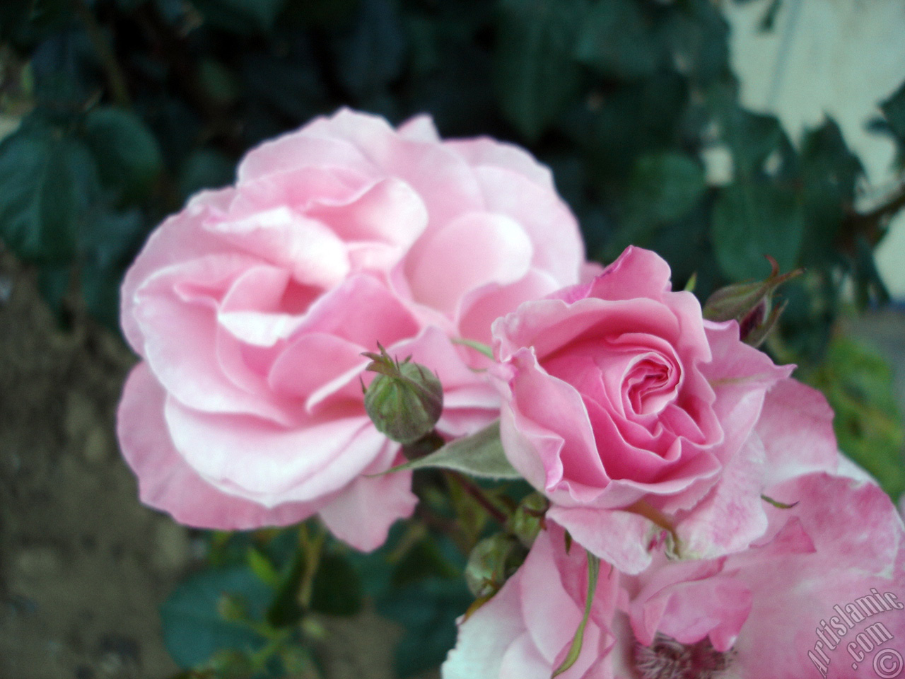Pink rose photo.
