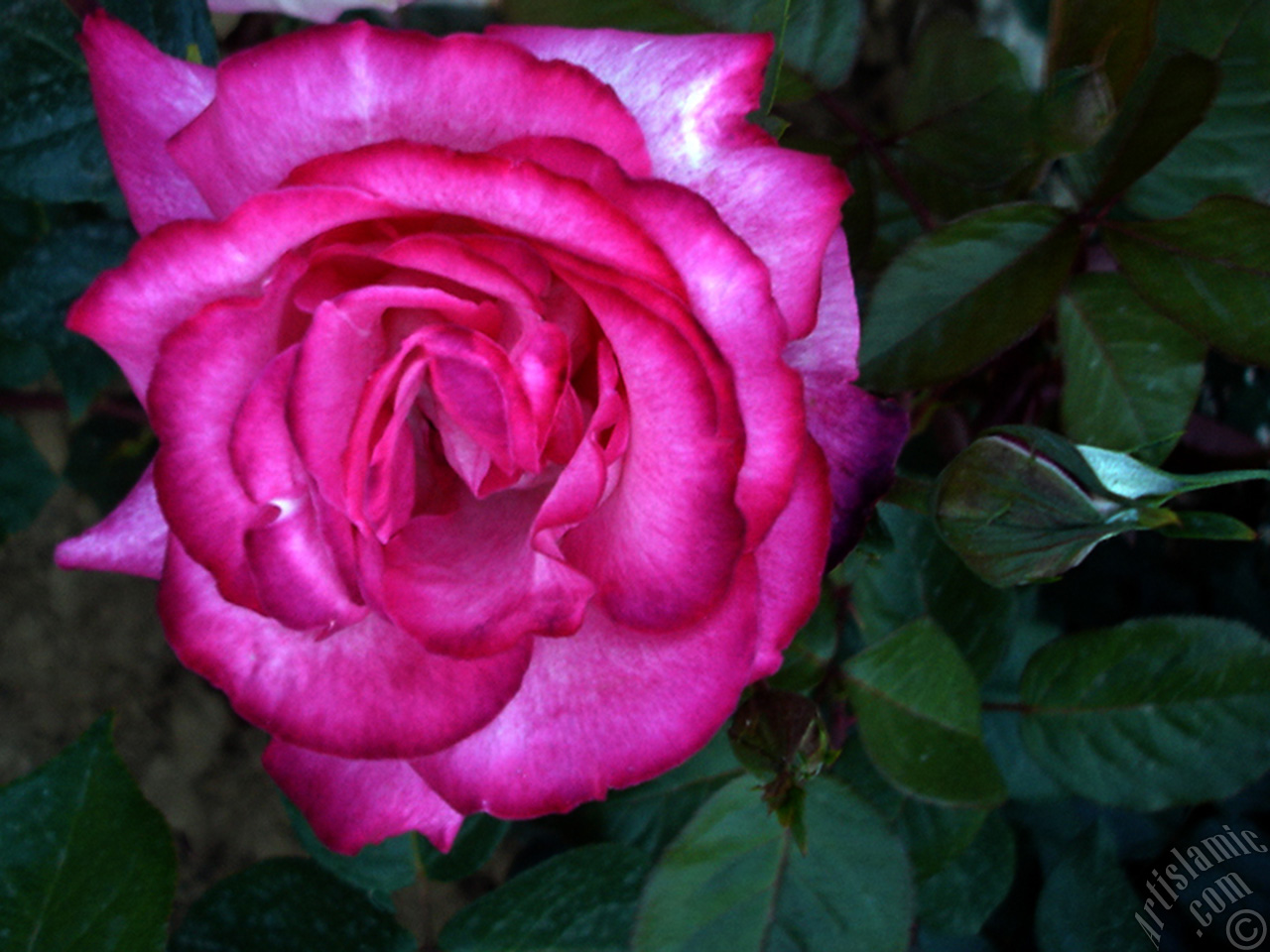 Pink rose photo.
