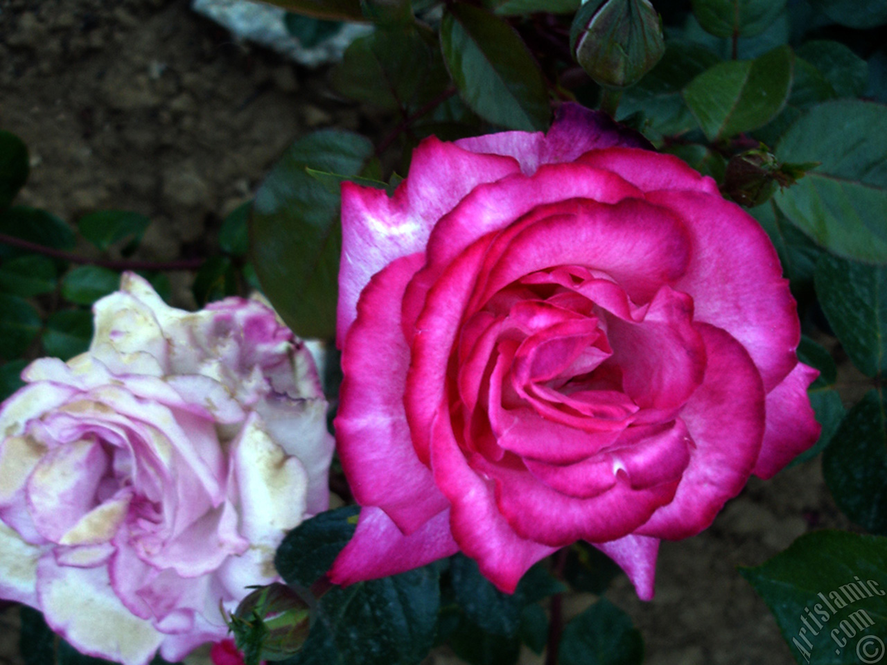 Pink rose photo.

