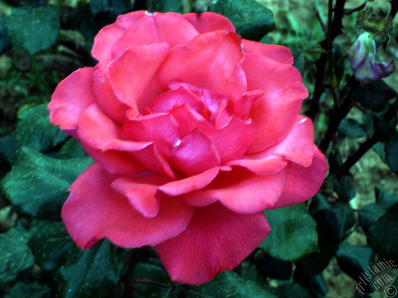 Pink rose photo.
