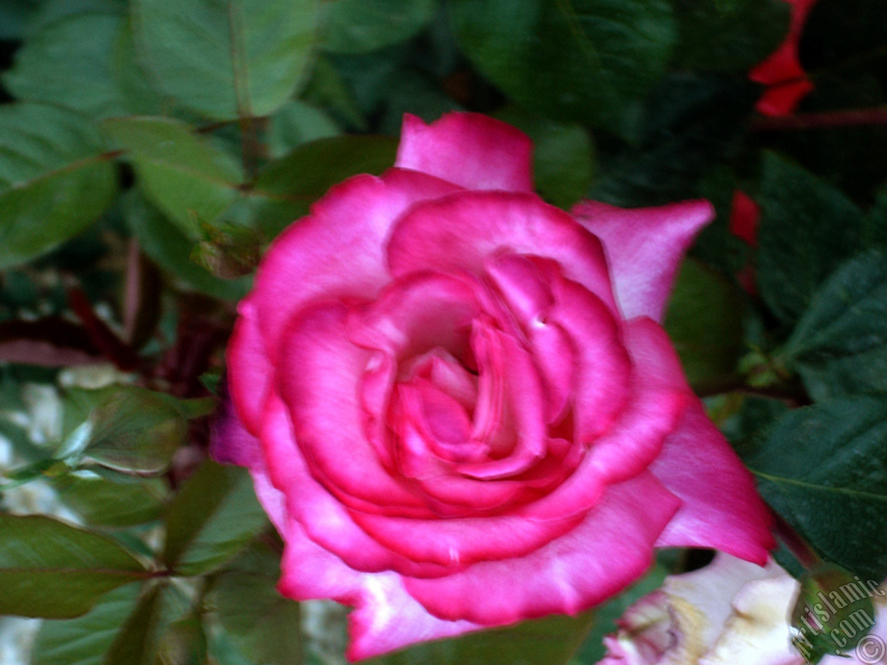 Pink rose photo.

