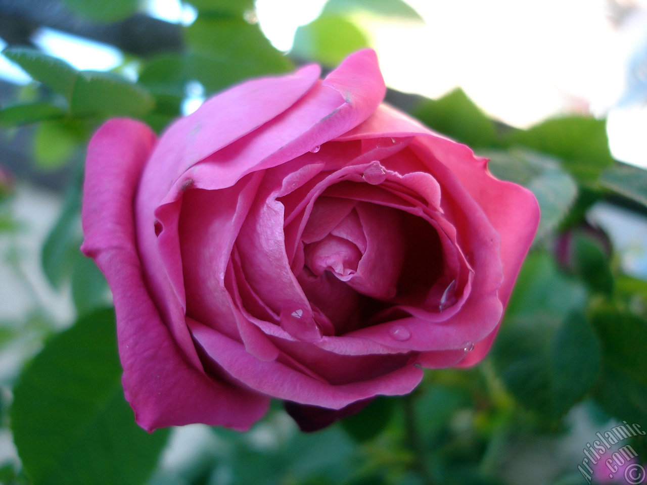 Pink rose photo.
