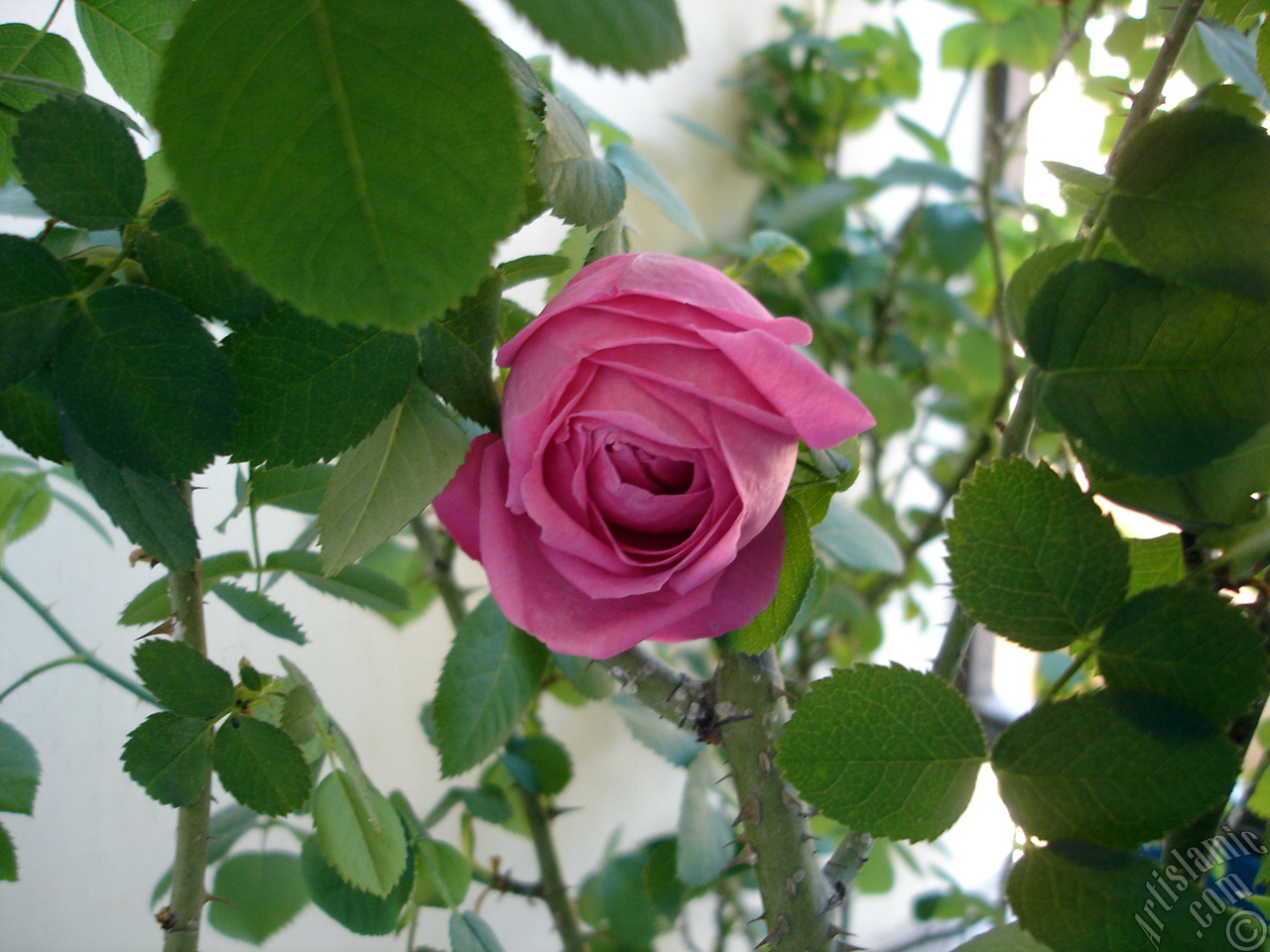 Pink rose photo.
