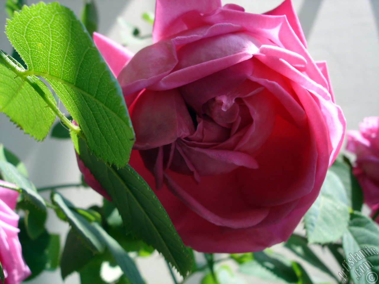 Pink rose photo.
