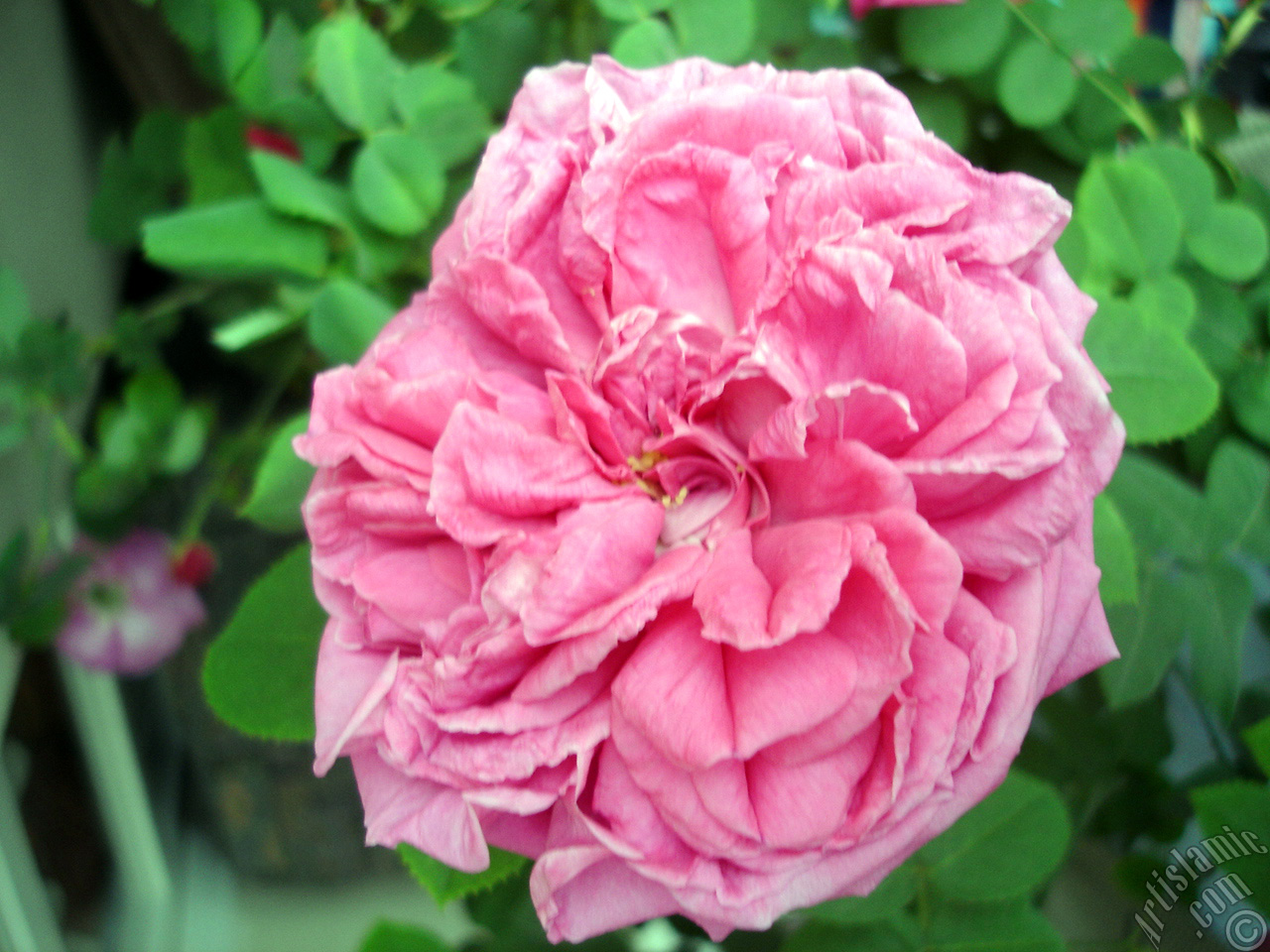 Pink rose photo.
