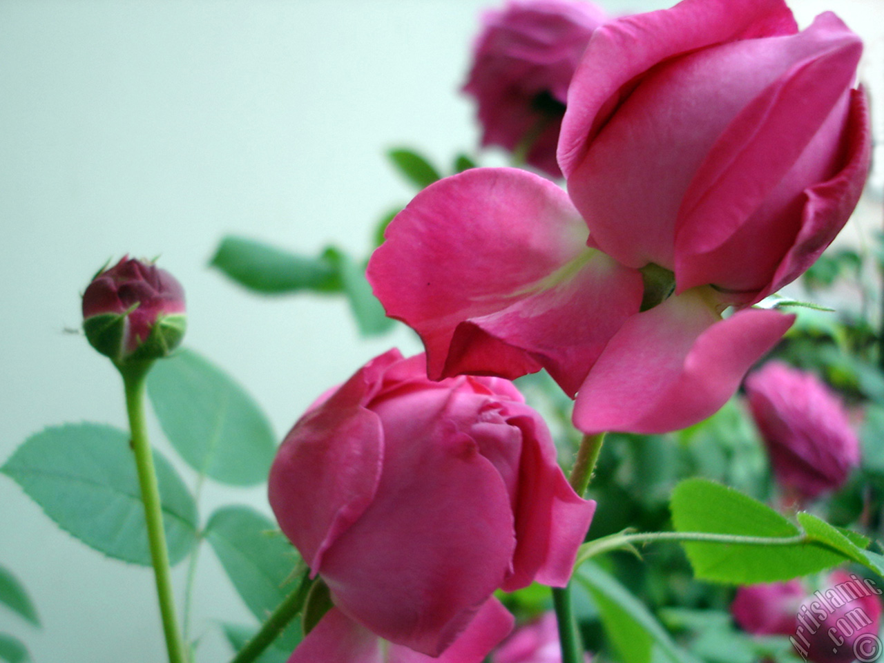 Pink rose photo.
