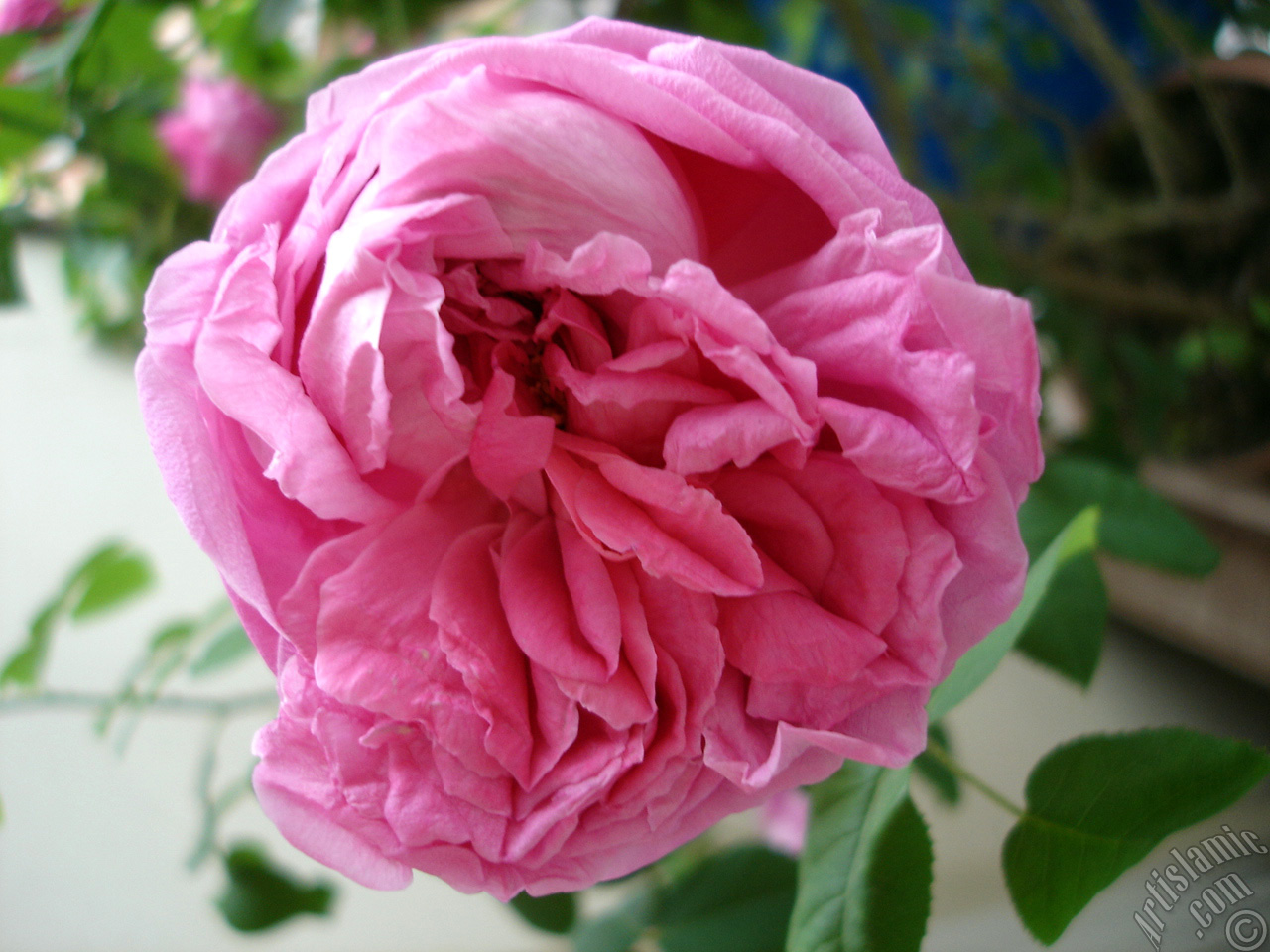 Pink rose photo.
