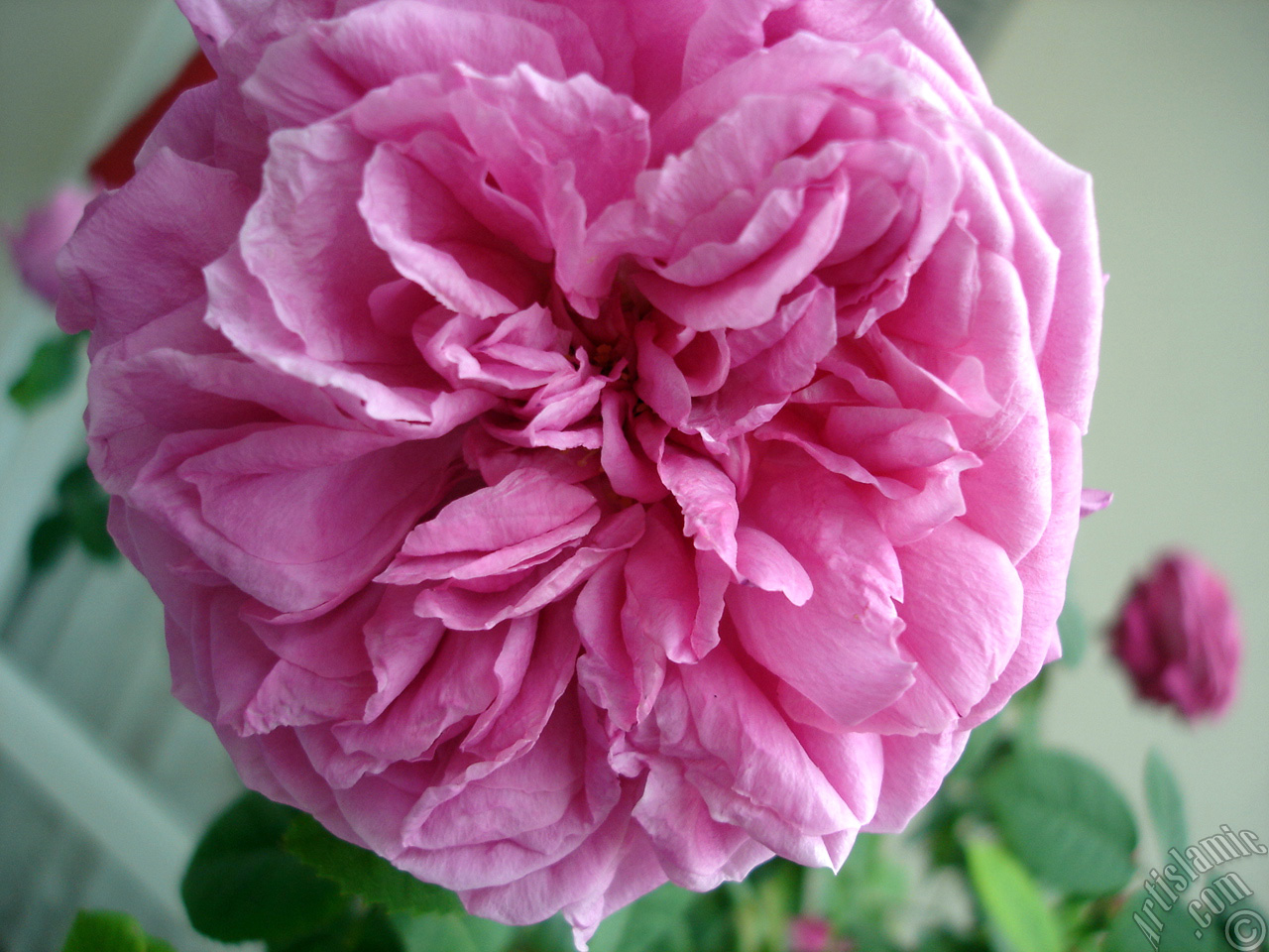 Pink rose photo.
