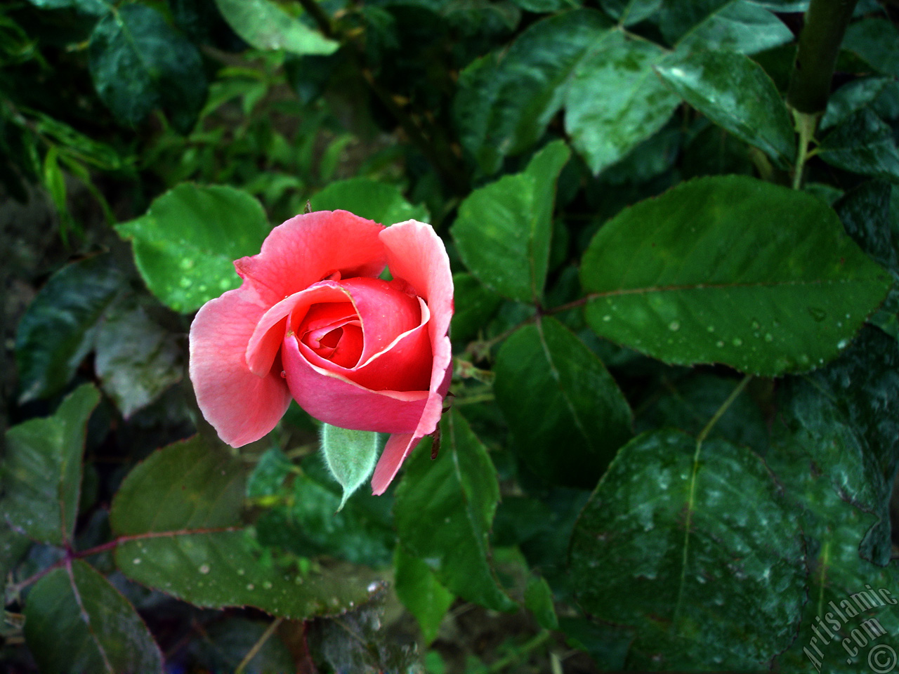 Pink rose photo.
