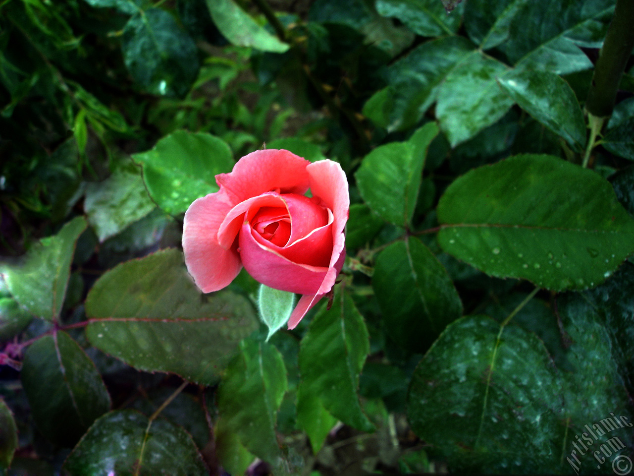 Pink rose photo.
