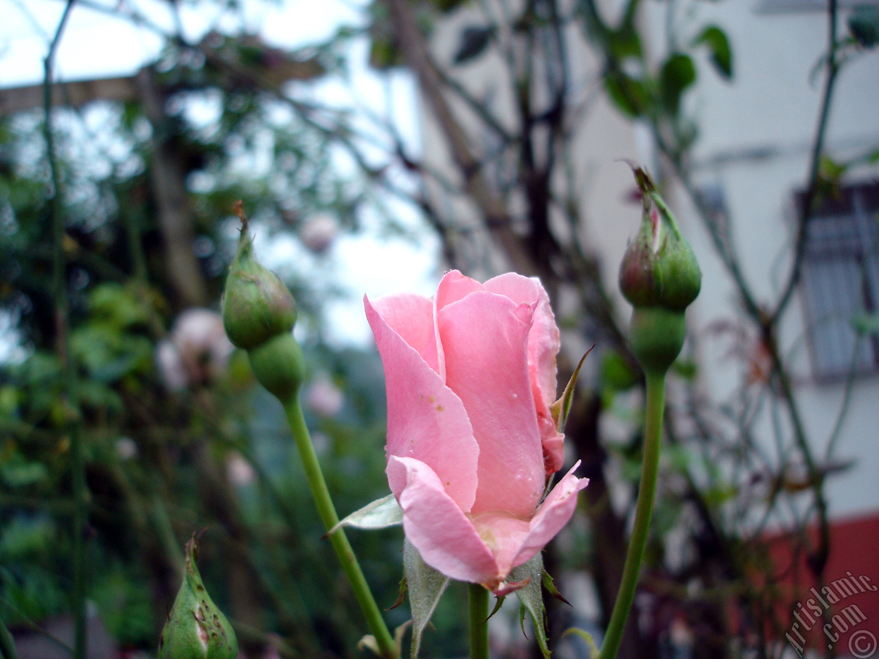 Pink rose photo.
