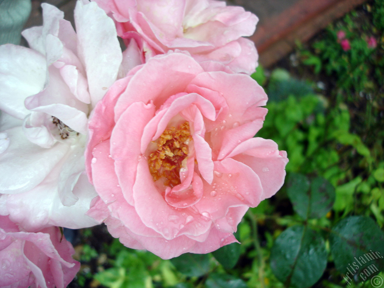 Pink rose photo.
