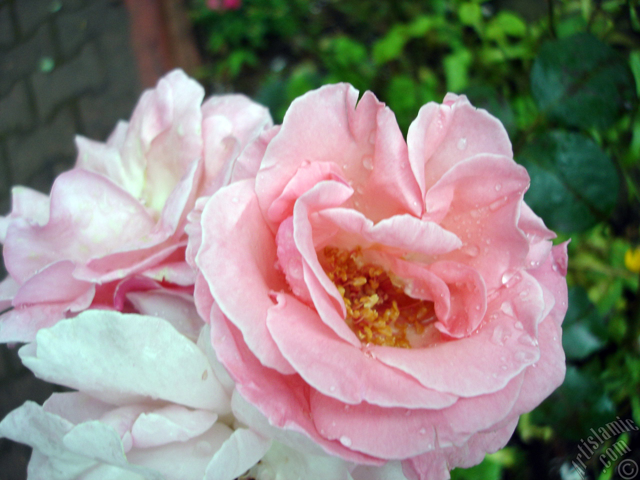 Pink rose photo.
