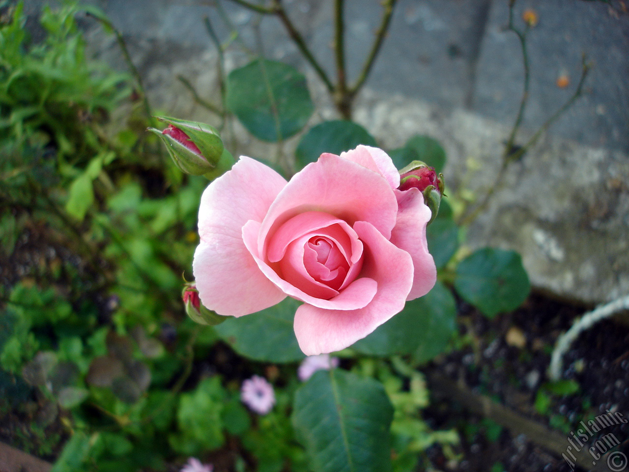 Pink rose photo.
