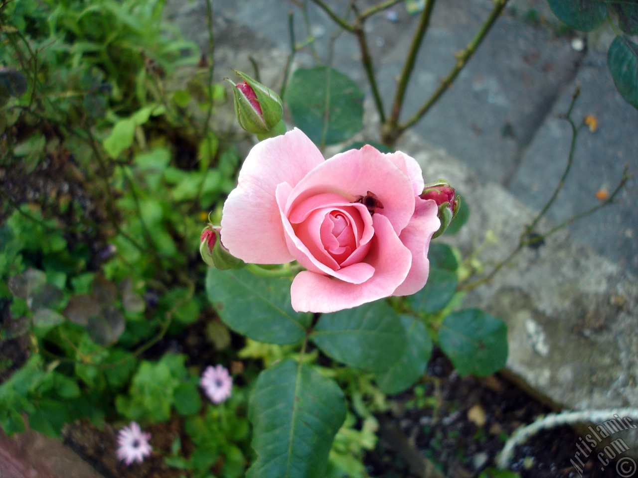 Pink rose photo.

