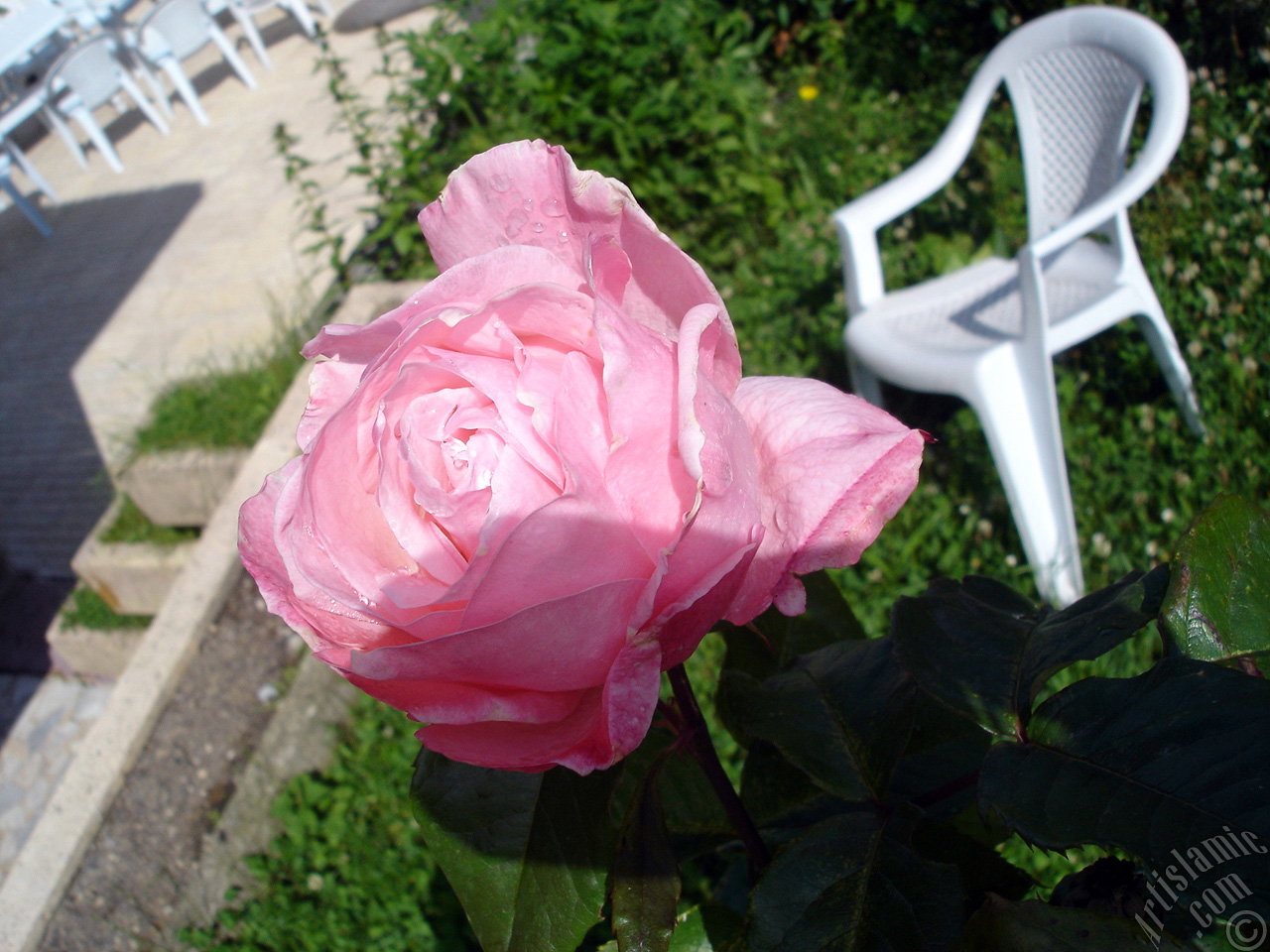 Pink rose photo.
