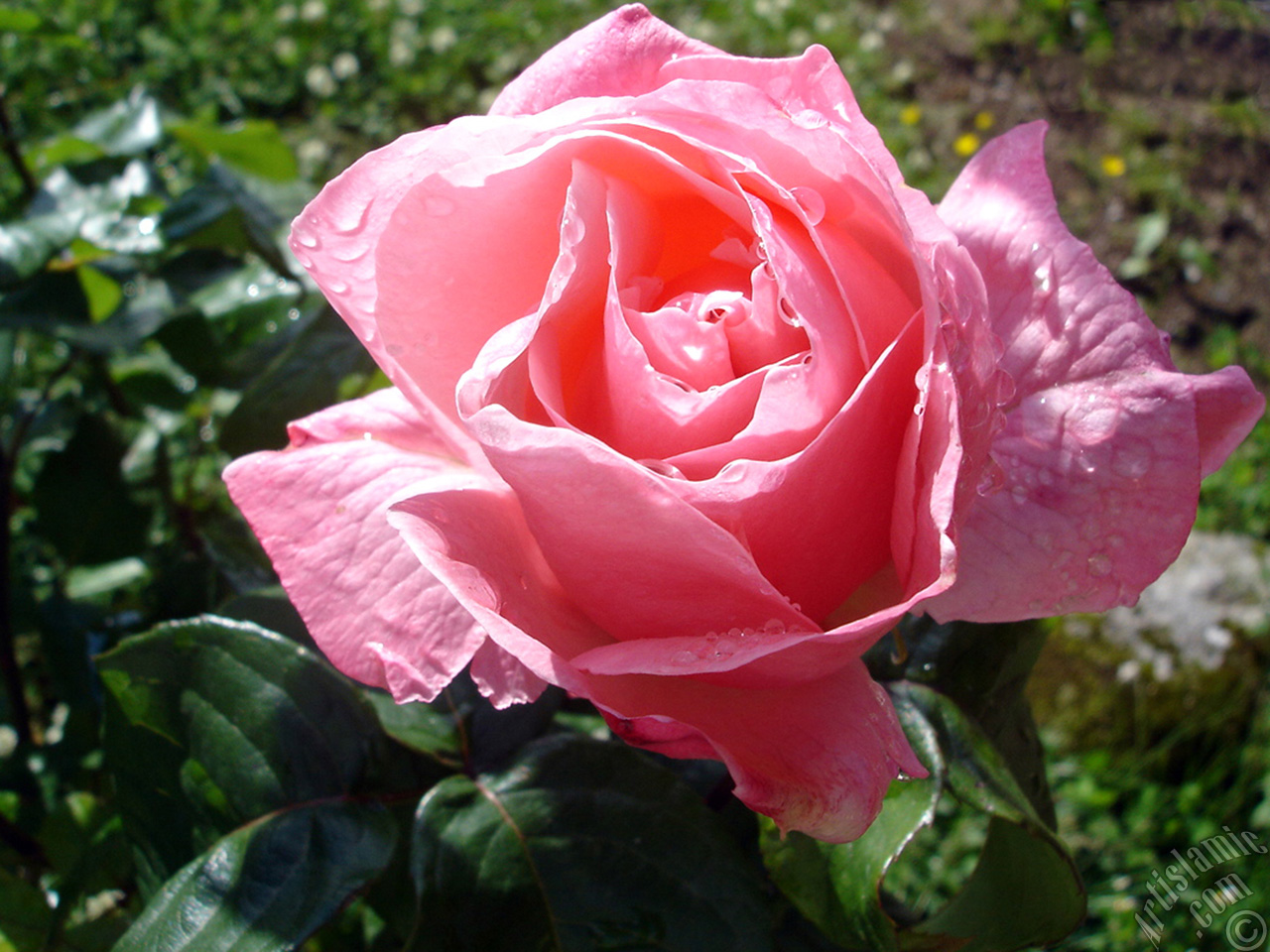 Pink rose photo.
