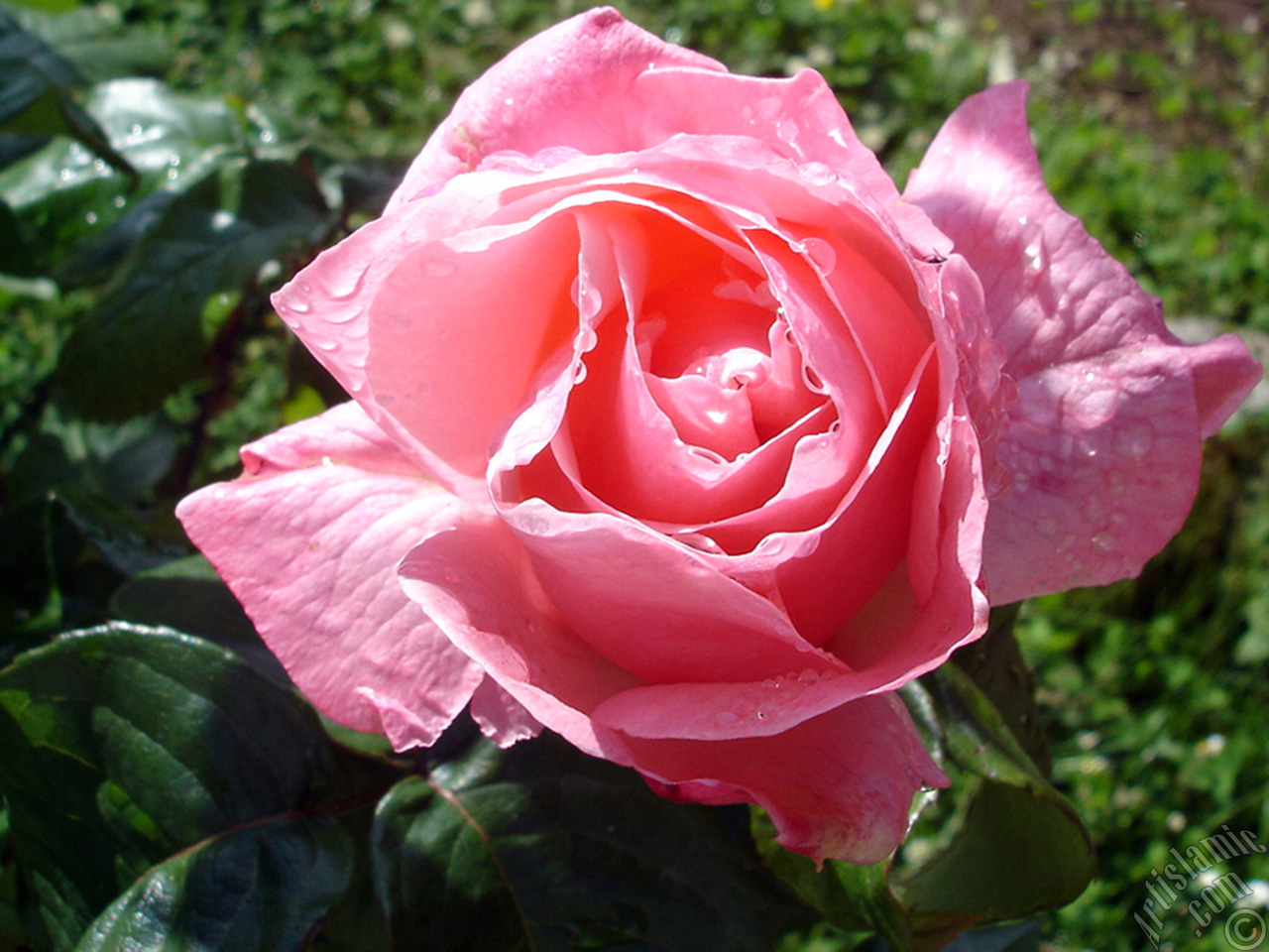 Pink rose photo.
