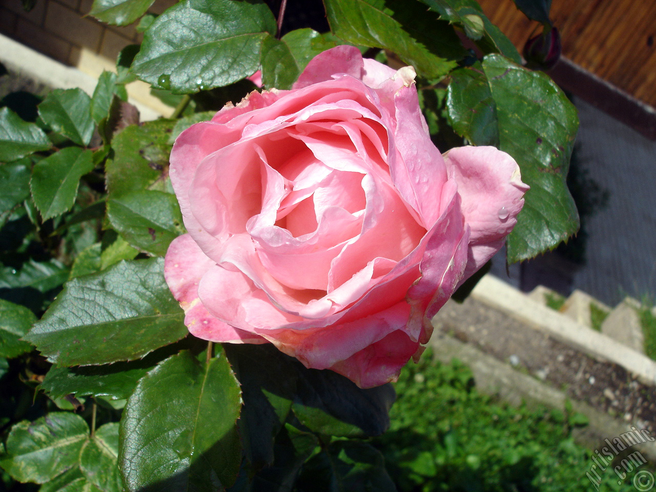 Pink rose photo.
