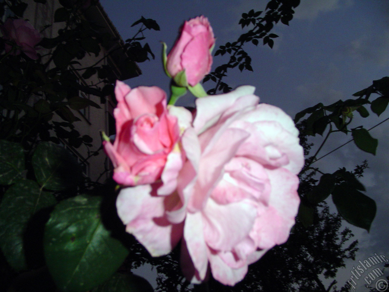 Pink rose photo.
