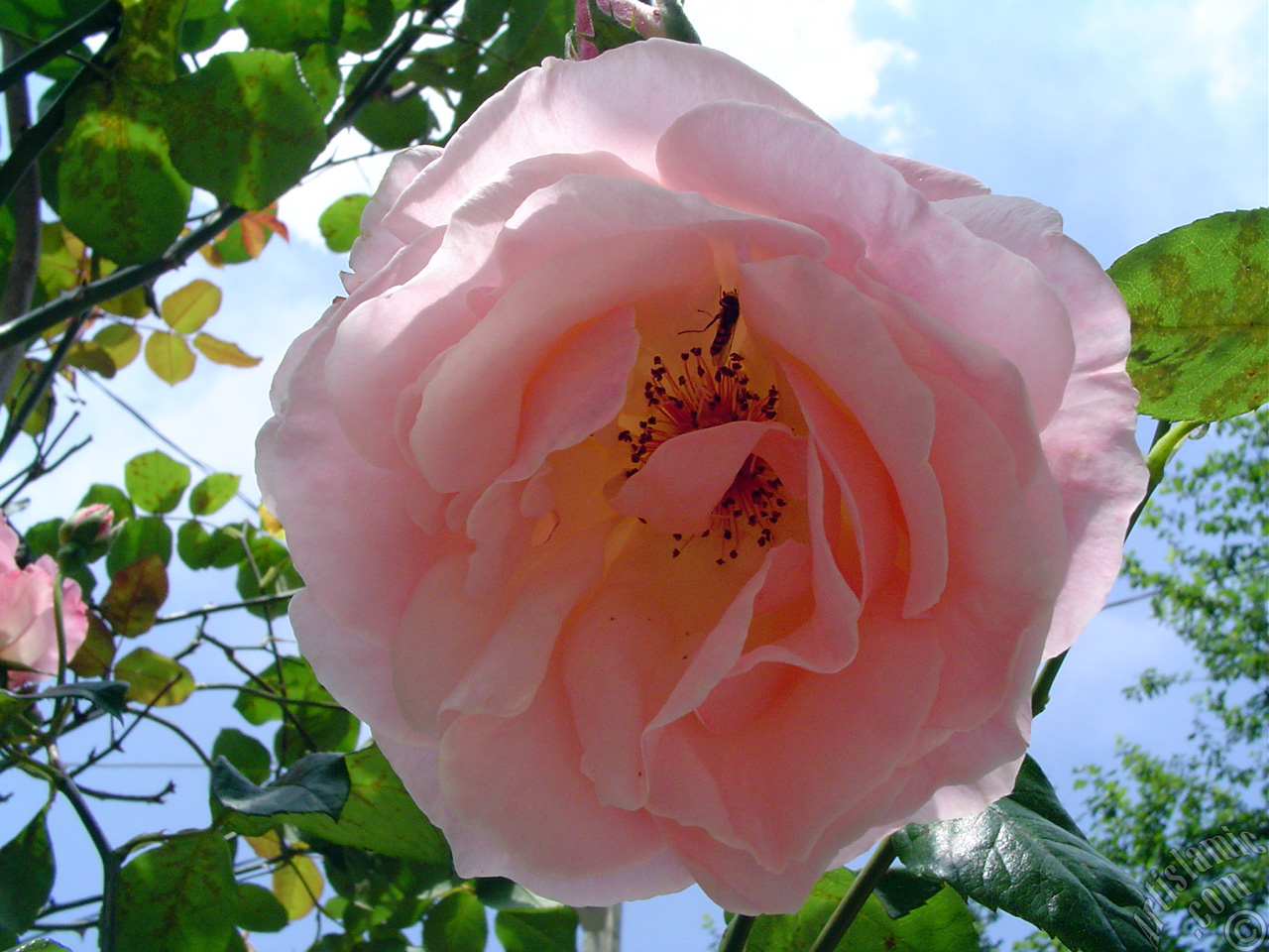 Pink rose photo.
