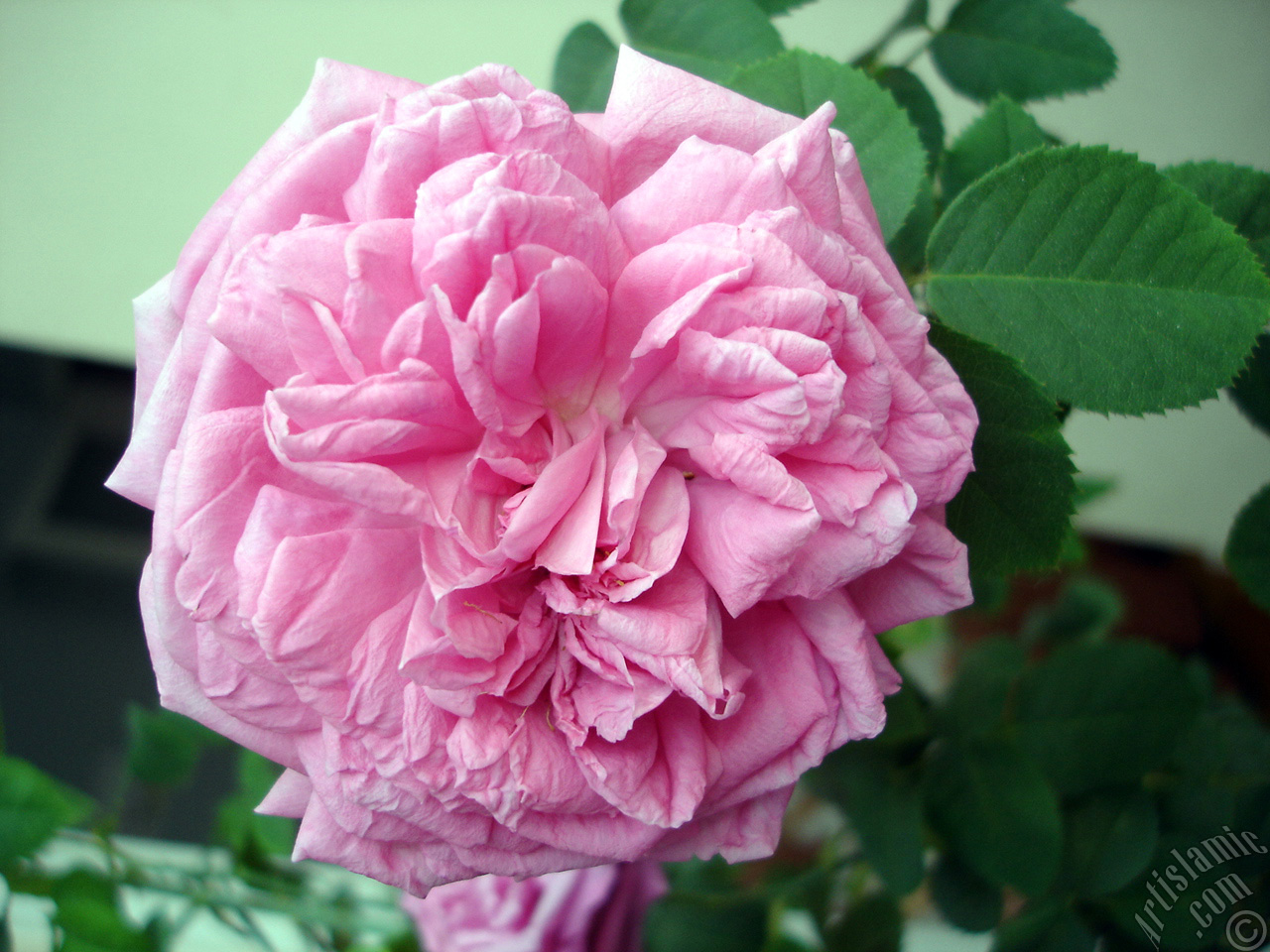 Pink rose photo.
