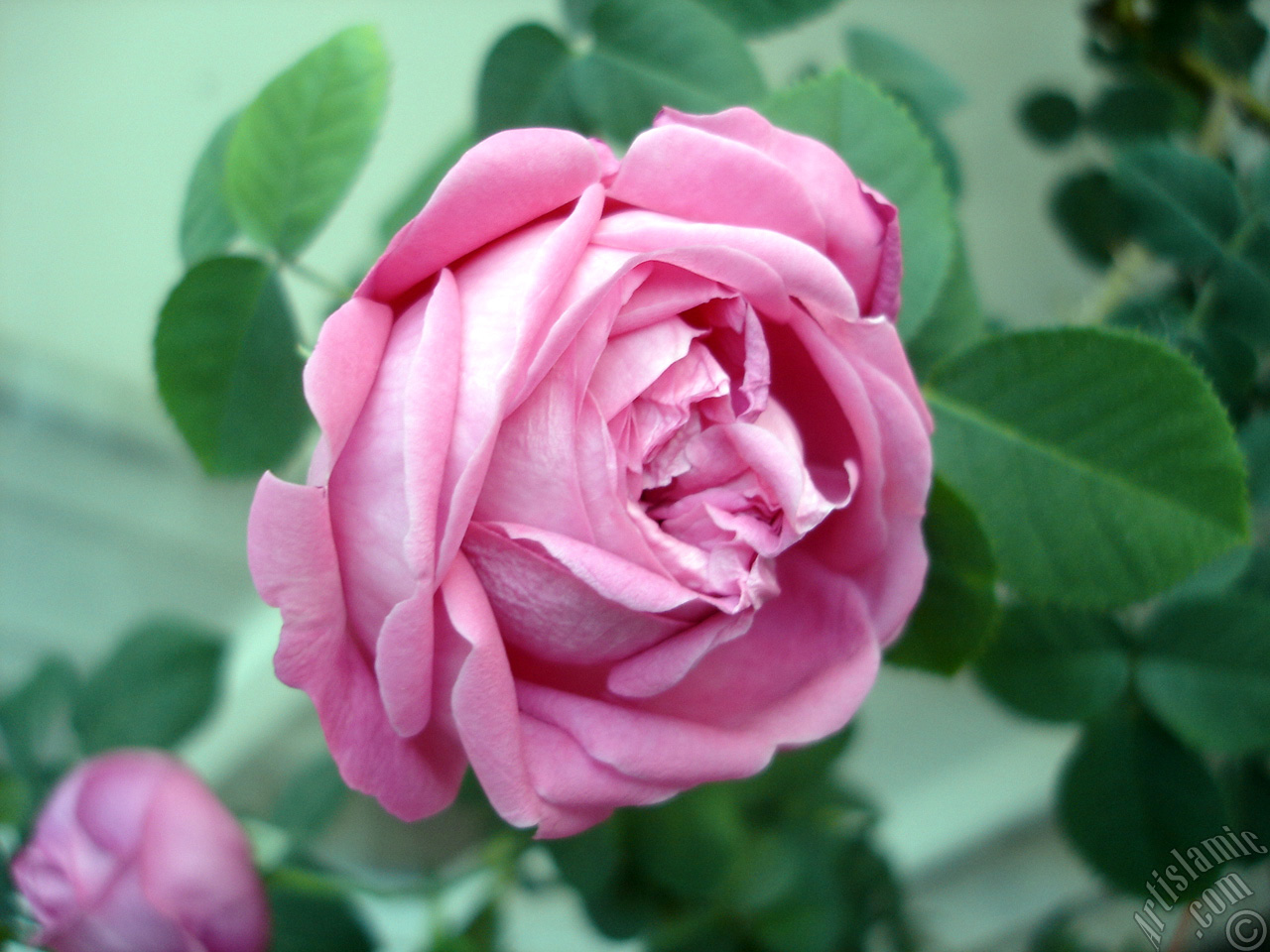 Pink rose photo.
