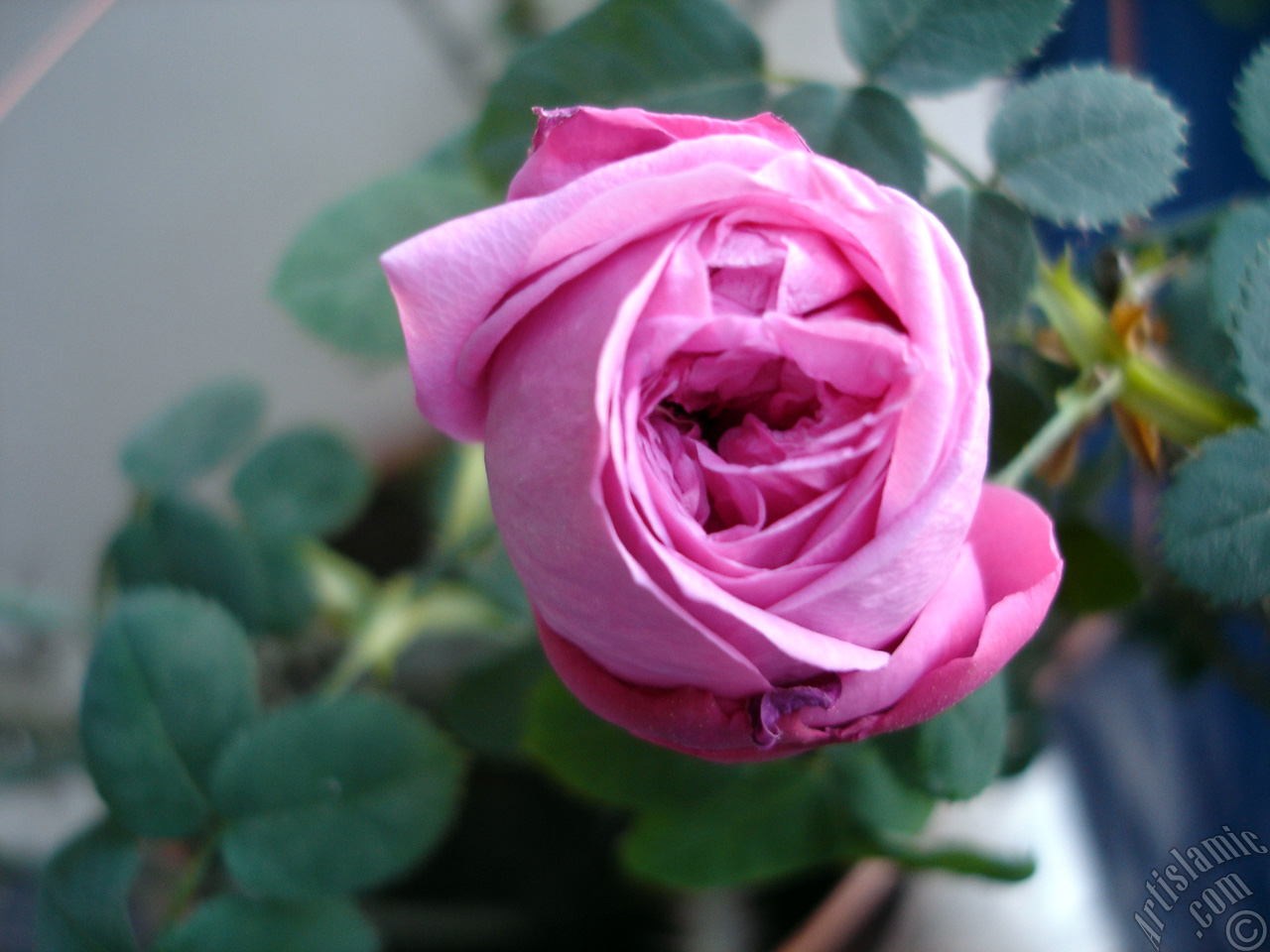 Pink rose photo.
