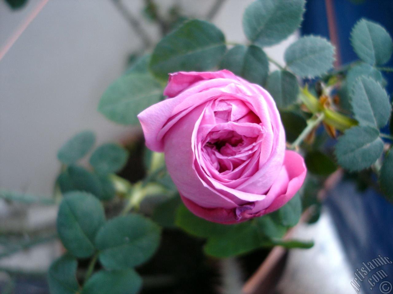 Pink rose photo.
