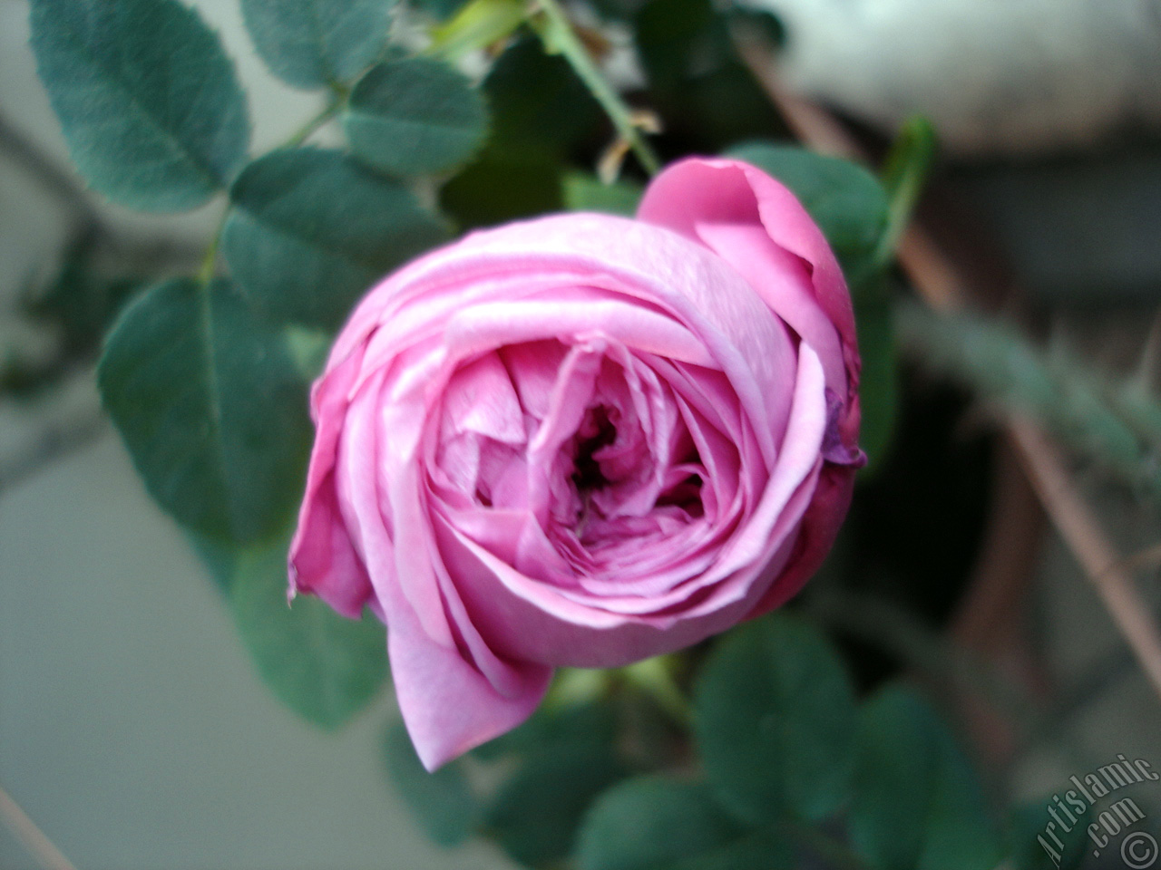Pink rose photo.
