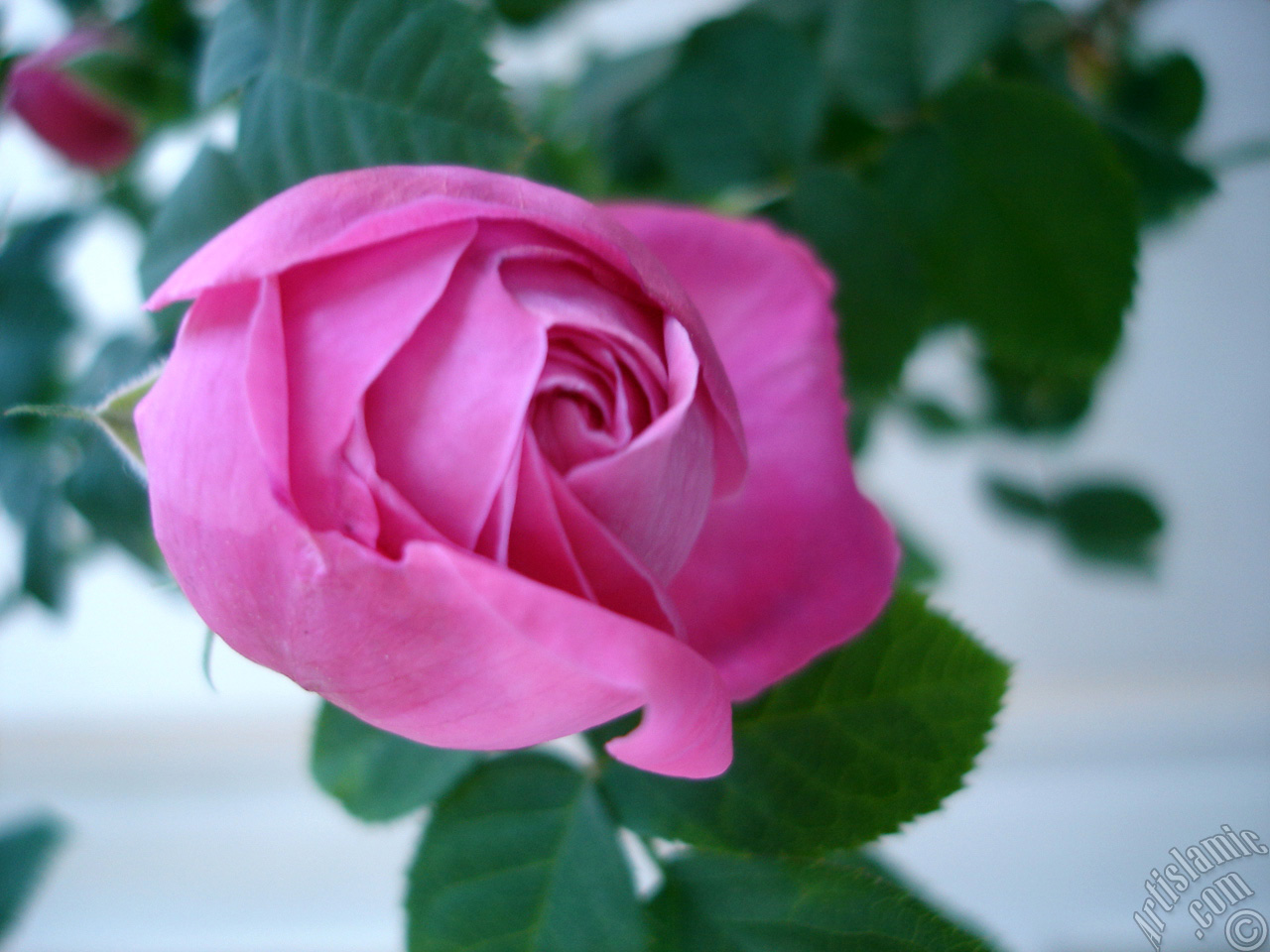 Pink rose photo.
