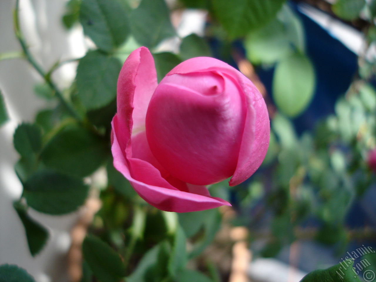 Pink rose photo.
