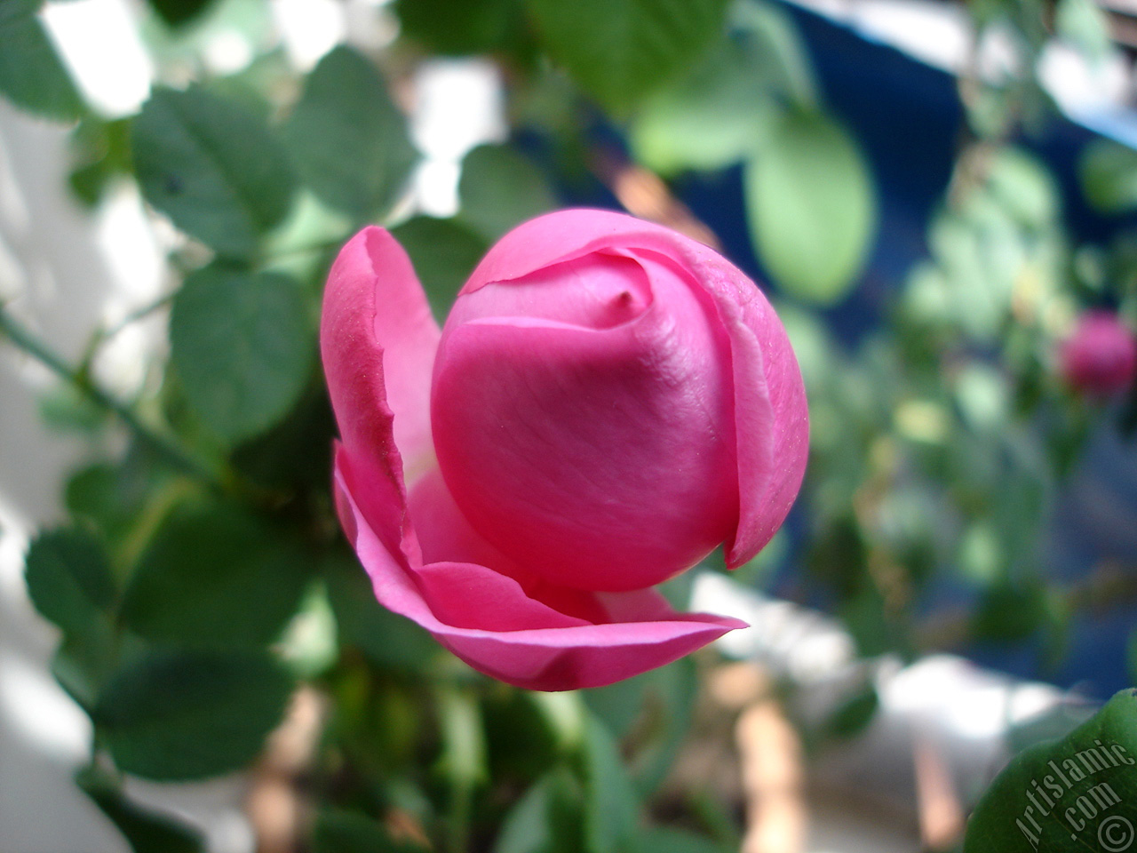 Pink rose photo.
