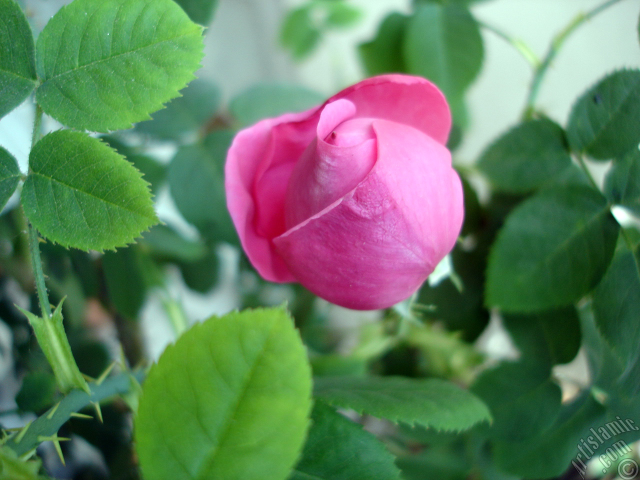 Pink rose photo.
