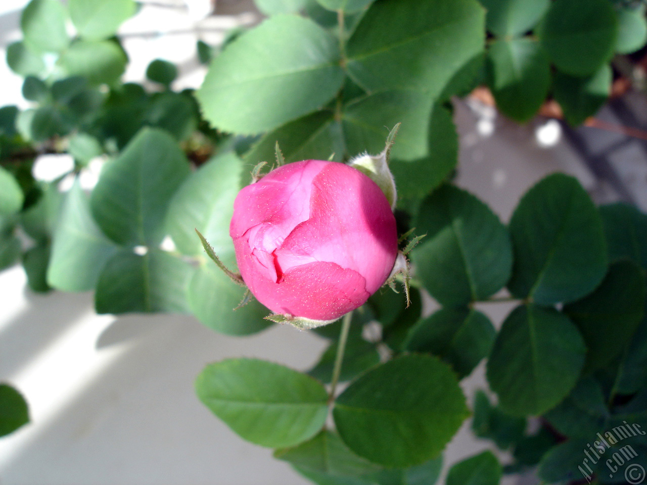 Pink rose photo.

