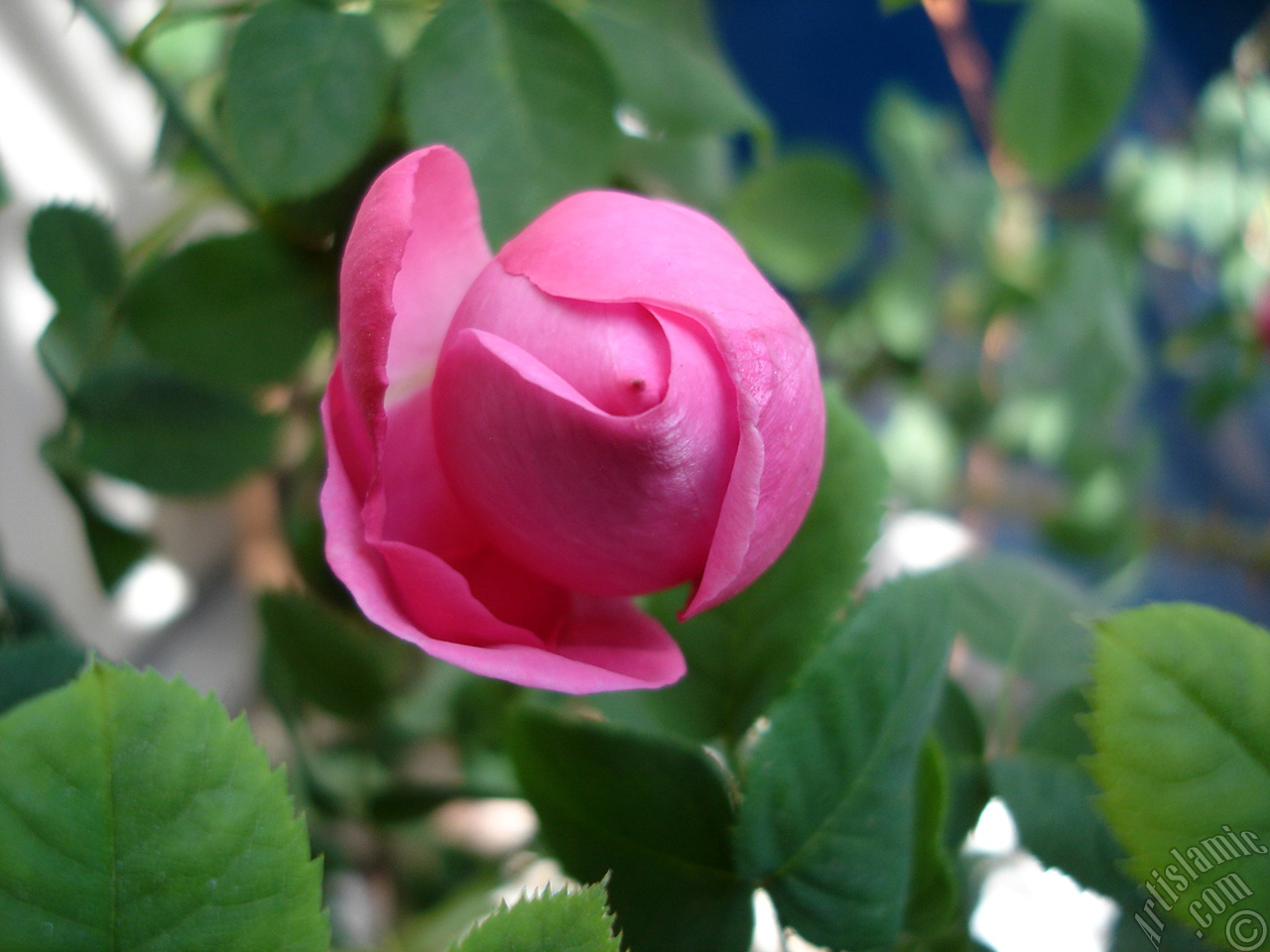 Pink rose photo.
