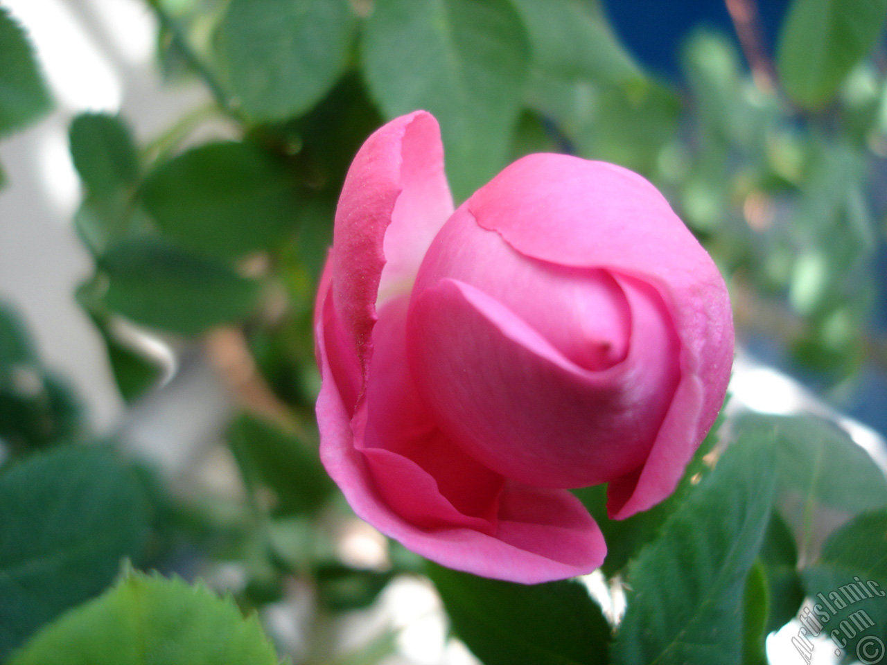 Pink rose photo.
