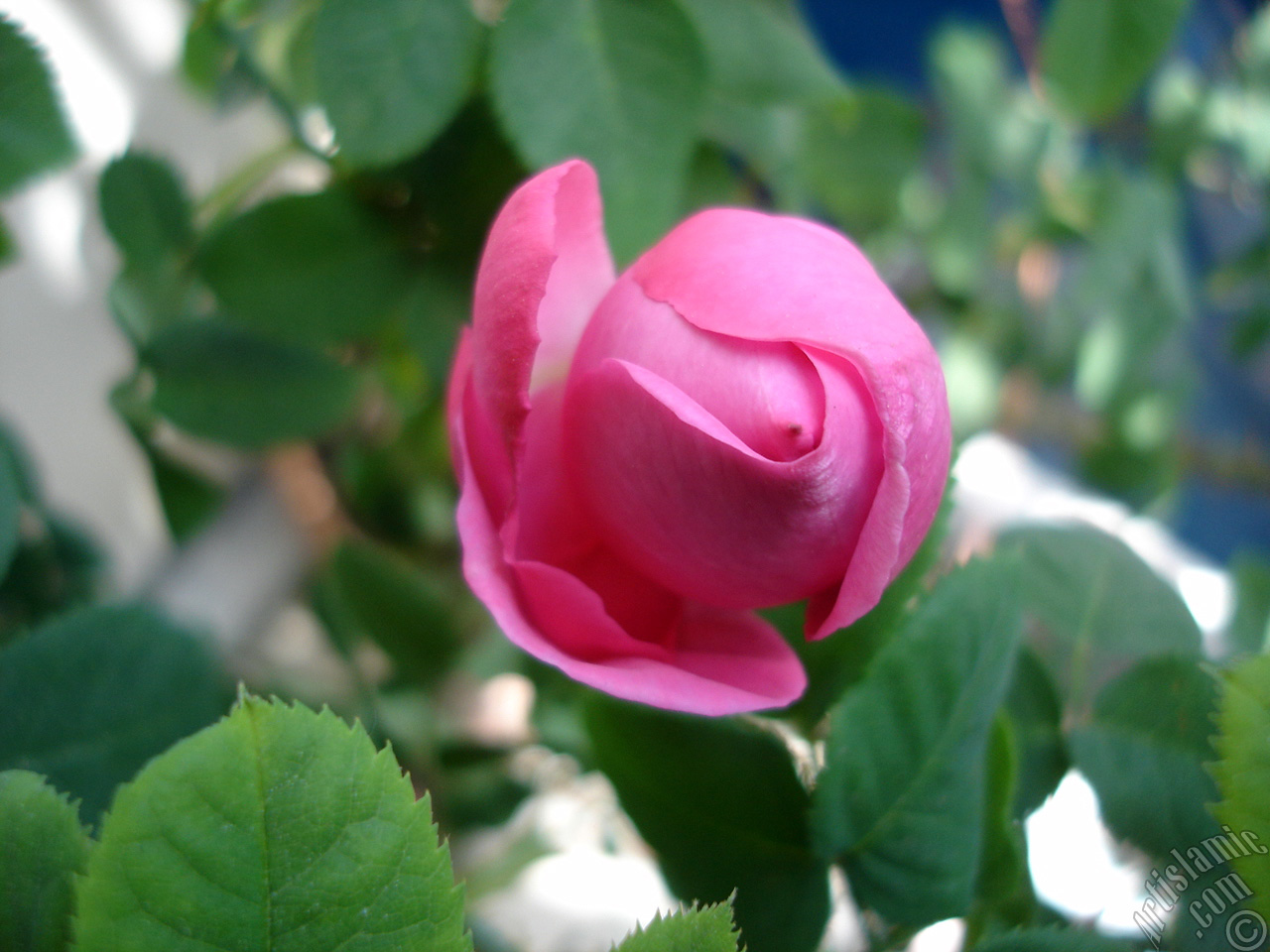 Pink rose photo.
