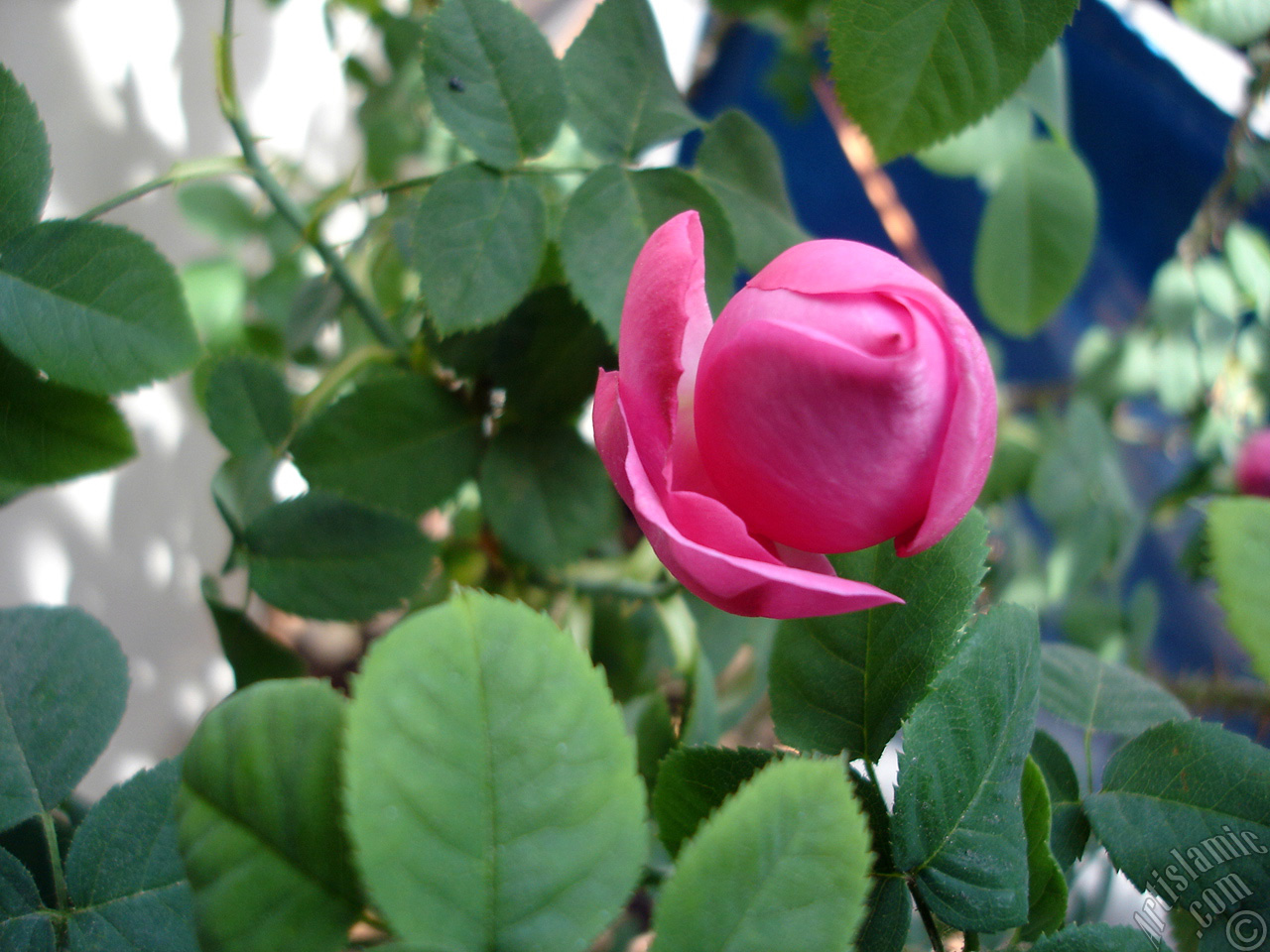 Pink rose photo.
