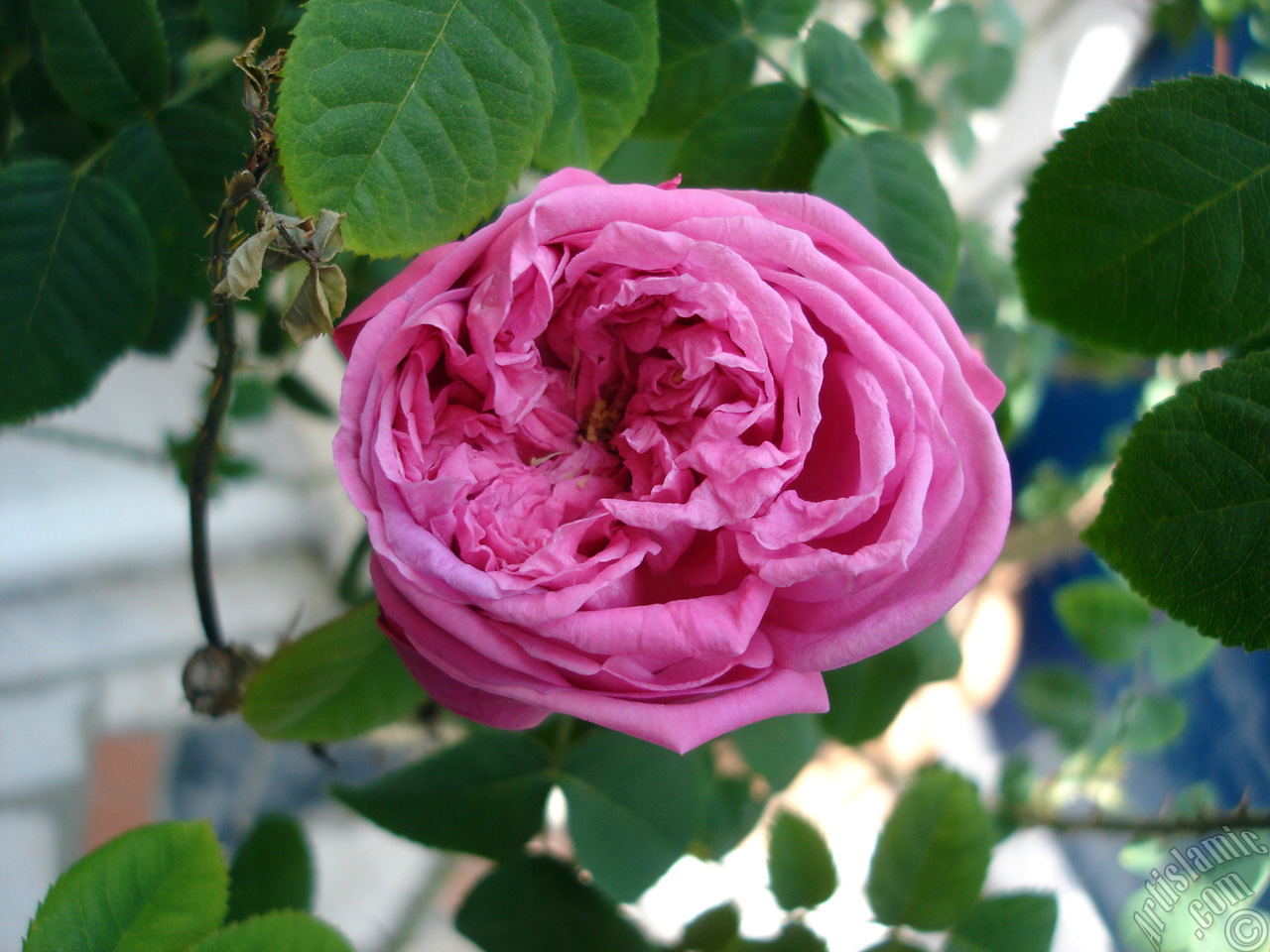 Pink rose photo.
