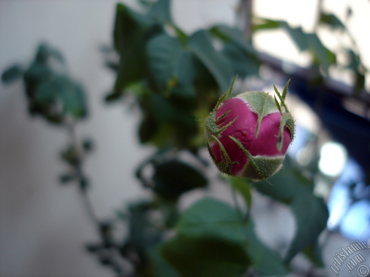 Pink rose photo.
